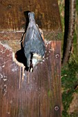 NUTHATCH,  SITTA EUROPAEA,  AT NESTBOX,  SIDE VIEW