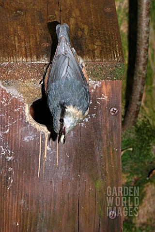 NUTHATCH__SITTA_EUROPAEA__AT_NESTBOX__SIDE_VIEW