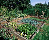 ORGANIC GARDEN,  RAISED BEDS FOR VEGETABLES