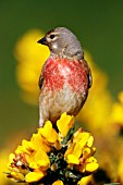 LINNET,  CARDUELIS CANNABINA,  MALE ON GORSE,  FRONT VIEW