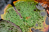 WATER LILY APHIDS ON NYMPHAEA LEAF