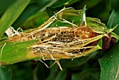 BIRD DAMAGE TO SWEETCORN COB