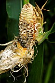 BIRD DAMAGE TO SWEETCORN COB