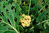 CATERPILLAR DAMAGE TO CAULIFLOWER