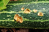 SLUG DAMAGE TO MARROW