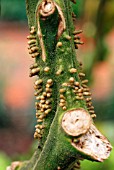 ADVENTITIOUS ROOTS ON TOMATO STALK