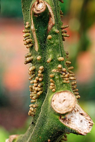 ADVENTITIOUS_ROOTS_ON_TOMATO_STALK