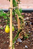 ADVENTITIOUS ROOTS ON TOMATO STALK