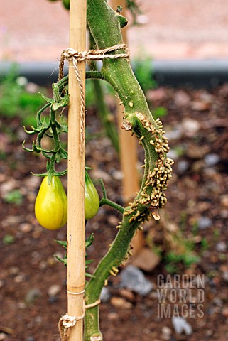 ADVENTITIOUS_ROOTS_ON_TOMATO_STALK
