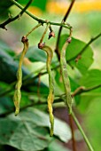 RUNNER BEANS SHRIVEL DUE TO WATER STRESS