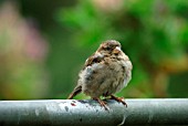 HOUSE SPARROW