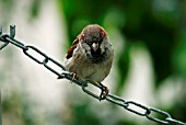 HOUSE SPARROW (MALE)