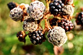 GREY MOULD ON BLACKBERRIES