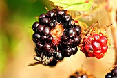 FLY DAMAGE ON BLACKBERRIES