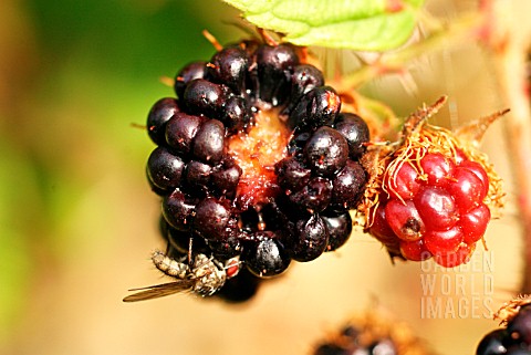 FLY_DAMAGE_ON_BLACKBERRIES