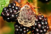 GREY MOULD ON BLACKBERRIES