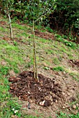 COMPOST MULCHING AROUND APPLE TREE