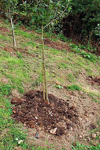 COMPOST_MULCHING_AROUND_APPLE_TREE