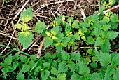 NETTLES SPRAYED AND UNSPRAYED BY WEEDKILLER