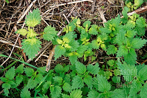 NETTLES_SPRAYED_AND_UNSPRAYED_BY_WEEDKILLER