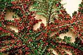 COTONEASTER HORIZONTALIS (FISH BONE COTONEASTER)