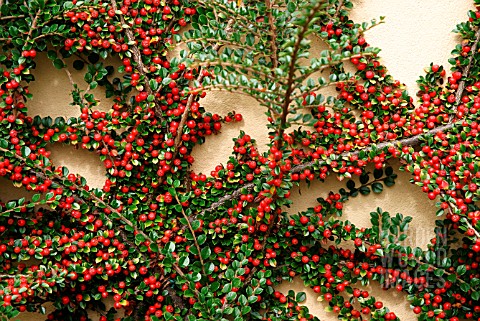 COTONEASTER_HORIZONTALIS_FISH_BONE_COTONEASTER