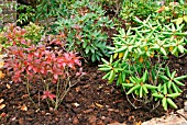 COMPOST MULCH AROUND RHODODENDRON