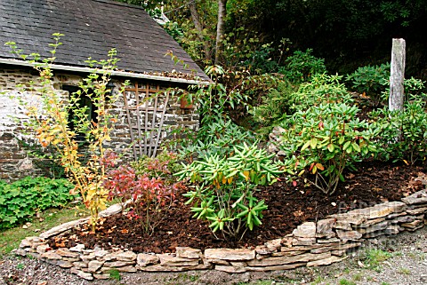 COMPOST_MULCH_AROUND_RHODODENDRON_BED