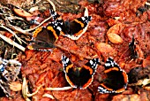 RED ADMIRALS FEEDING ON MACERATED PLUM