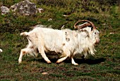 FERAL BILLY GOAT WALKING