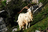 FERAL BILLY GOAT AMONGST ROCKS