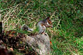 GREY SQUIRREL  (SCIURUS CAROLINENSIS)