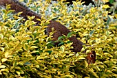 GREY SQUIRREL (SCIURUS CAROLINENSIS)IN SHRUB