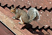 GREY SQUIRREL (SCIURUS CAROLINENSIS)ON ROOF