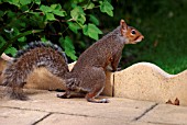 GREY SQUIRREL (SCIURUS CAROLINENSIS)