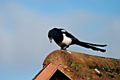 MAGPIE (PICA PICA)