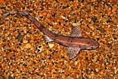 LESSER SPOTTED DOGFISH (SCYLIORHINUS CANICULA)