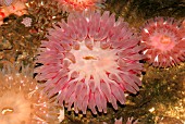 SEA ANEMONE (TEALIA FERINA)