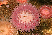 SEA ANEMONE (TEALIA FERINA)