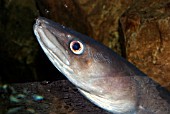 CONGER EEL (CONGER CONGER)