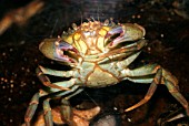 SHORE CRAB (CARCINUS MAENUS)