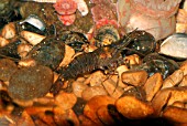 PRAWN (PALAEMON SERRATUS)