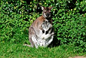 RED NECK WALLABY (MACROPUS RUFOGRISEUS)