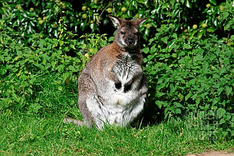 RED_NECK_WALLABY_MACROPUS_RUFOGRISEUS