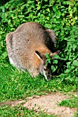 RED NECK WALLABY (MACROPUS RUFOGRISEUS)