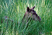 FALLOW DEER (DAMA DAMA)