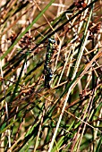 SOUTHERN HAWKER (AESHNA CYANEA)