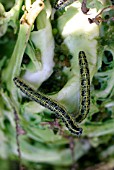 LARGE WHITE CATERPILLAR (PIERIS BRASSICAE)