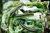 LARGE WHITE CATERPILLAR (PIERIS BRASSICAE)