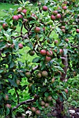 APPLE TREE TIDYMANS LATE ORANGE ESPALIER WITH FRUIT.